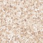 Anti-IRF3 Rabbit Monoclonal Antibody